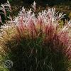 Miscanthus Flamingo